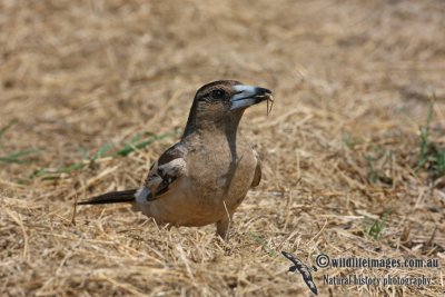 Pied Butcherbird 1403.jpg