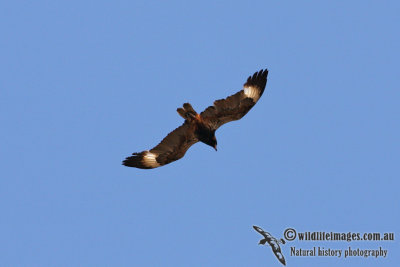 Black-breasted Buzzard 1914.jpg