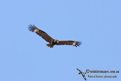 Black-breasted Buzzard 7877.jpg