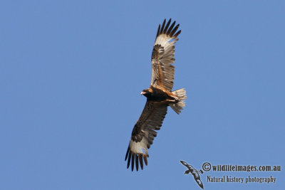 Black-breasted Buzzard 7883.jpg