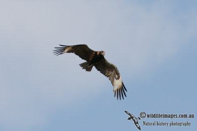 Black-breasted Buzzard 7896.jpg