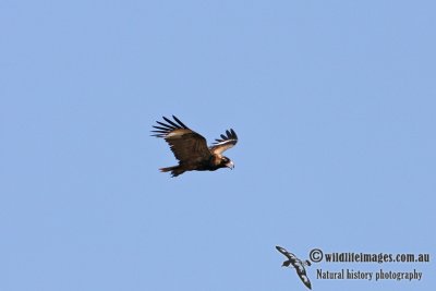 Black-breasted Buzzard 7900.jpg