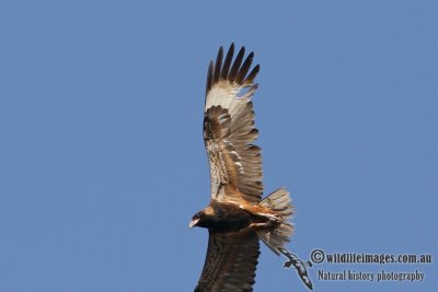 Black-breasted Buzzard 7885.jpg