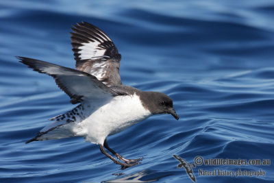 Cape Petrel 8458.jpg