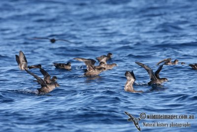 Short-tailed Shearwater 8069.jpg