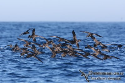 Short-tailed Shearwater 8079.jpg