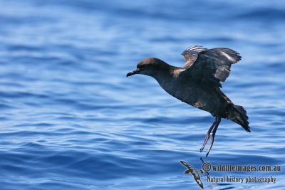 Short-tailed Shearwater 8669.jpg