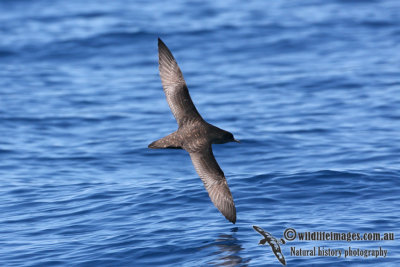 Short-tailed Shearwater 8687.jpg