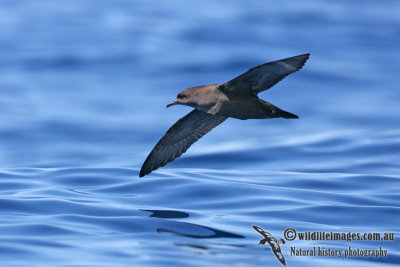 Short-tailed Shearwater 8697.jpg