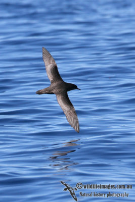 Short-tailed Shearwater 8700.jpg