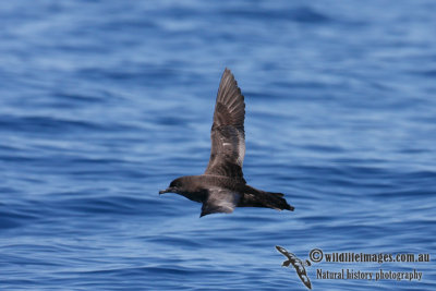 Short-tailed Shearwater 8720.jpg