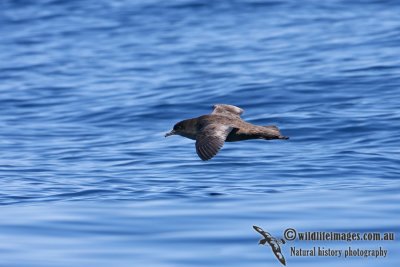 Short-tailed Shearwater 8996.jpg