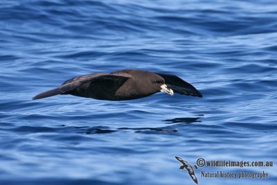 White-chinned Petrel 8185.jpg