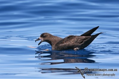 Grey-faced Petrel 8995.jpg