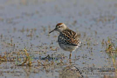 Sharp-tailed Sandpiper 2560.jpg