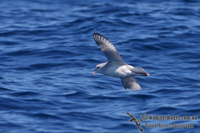 Southern Fulmar 8343.jpg