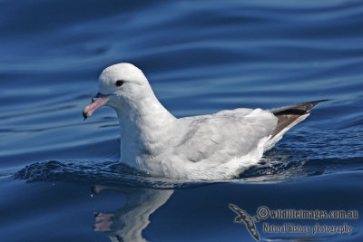 Southern Fulmar