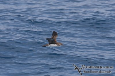 Hutton's Shearwater 2892.jpg