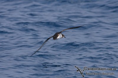 Hutton's Shearwater 2899.jpg