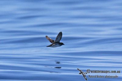 Common Diving-Petrel 8853.jpg