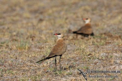 Australian Pratincole 1925.jpg