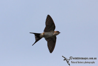 Red-rumped Swallow 0003.jpg