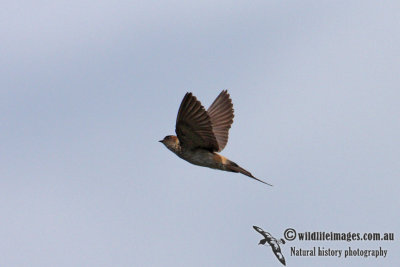 Red-rumped Swallow 0056.jpg