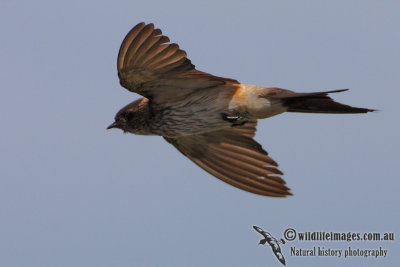 Red-rumped Swallow 0219.jpg