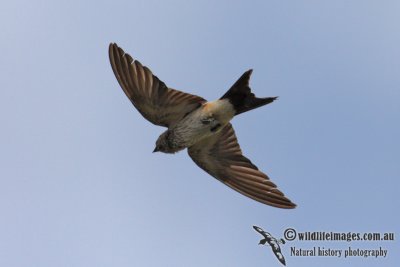Red-rumped Swallow 0232.jpg