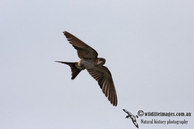Red-rumped Swallow 0258.jpg