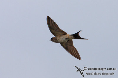 Red-rumped Swallow 0313.jpg
