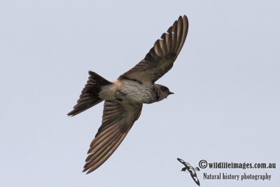 Red-rumped Swallow 0426.jpg