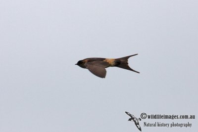 Red-rumped Swallow 0443.jpg