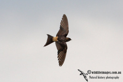 Red-rumped Swallow 0455.jpg