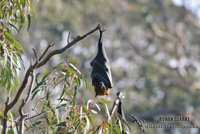 Grey-headed Flying-fox 6411.jpg