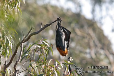 Grey-headed Flying-fox 6412.jpg