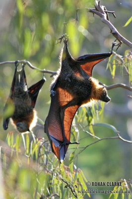 Fruit Bats or Flying-foxes