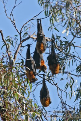 Grey-headed Flying-fox 6460.jpg