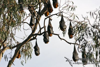 Grey-headed Flying-fox 6484.jpg