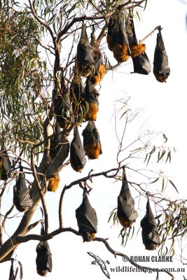 Grey-headed Flying-fox 6505.jpg