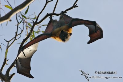 Grey-headed Flying-fox 6537.jpg