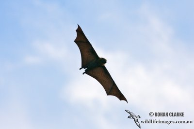 Grey-headed Flying-fox 6568.jpg