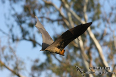 Grey-headed Flying-fox 6589.jpg