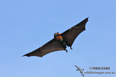 Grey-headed Flying-fox 6590.jpg