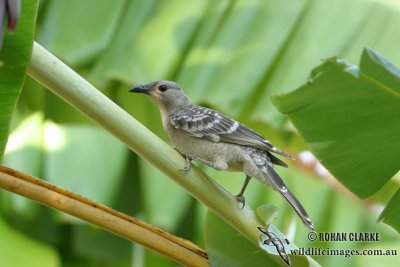 Great Bowerbird 0086.jpg