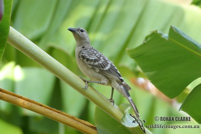 Great Bowerbird 0088.jpg