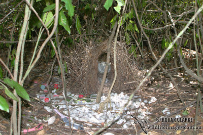 Great Bowerbird 7007.jpg