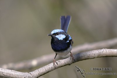 Superb Fairy-wren 2330.jpg