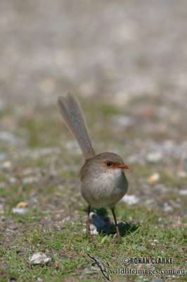 Superb Fairy-wren 2946.jpg