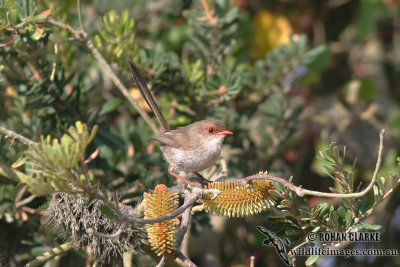 Superb Fairy-wren 3149.jpg